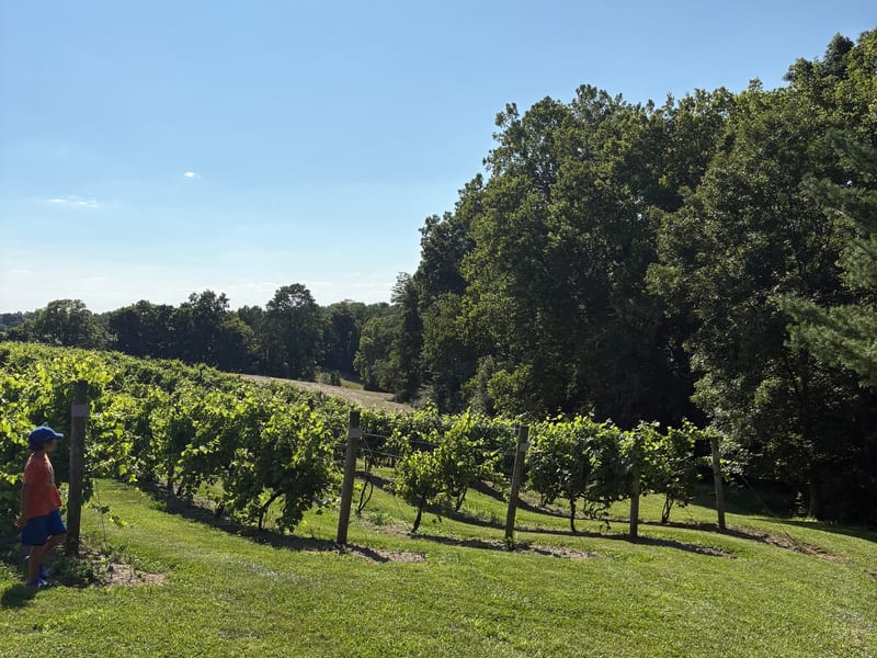 The Vineyard